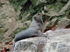 36_ballestas_inseln-1369