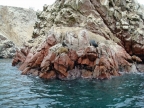 36_ballestas_inseln-1372