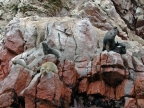 36_ballestas_inseln-1373