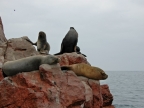 36_ballestas_inseln-1374