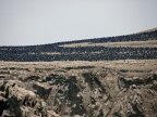 36_ballestas_inseln-1377