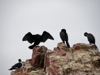 36_ballestas_inseln-1381