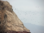 36_ballestas_inseln-1382