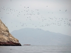 36_ballestas_inseln-1383
