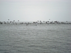 36_ballestas_inseln-1385