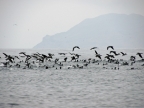 36_ballestas_inseln-1388