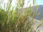 39_oase_hucachina-1471