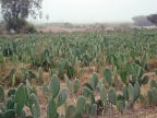 41_nazca-1514