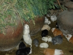 28_ollantaytambo-1149