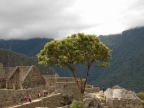 31_machu_picchu-1145