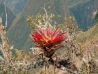 31_machu_picchu-1190