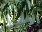 32_aguas_caliente-1257