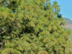 mexiko-2012-tag-05-cerocahui-0534