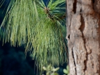mexiko-2012-tag-05-cerocahui-0536