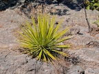 mexiko-2012-tag-05-cerocahui-0566