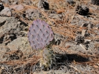 mexiko-2012-tag-05-cerocahui-0568