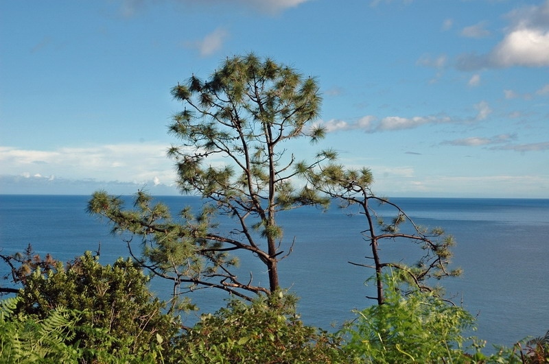 madeira_nov06-111