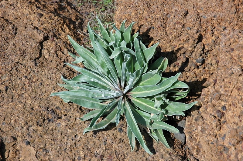 madeira_nov06-204