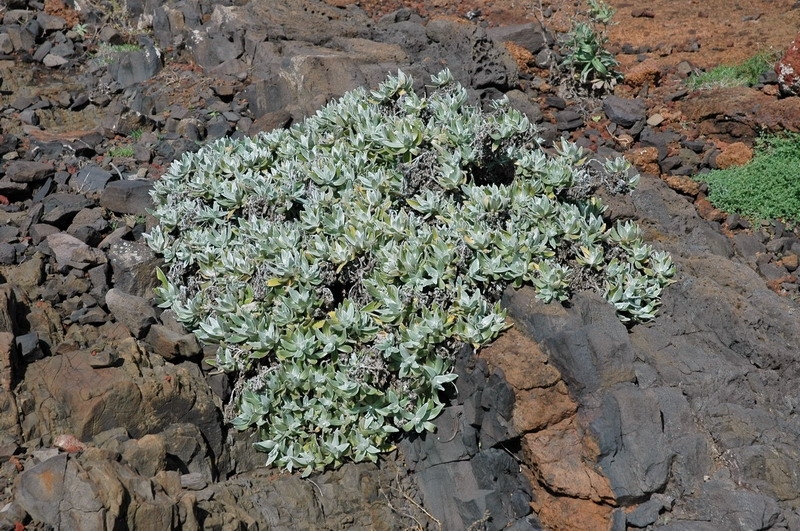 madeira_nov06-207