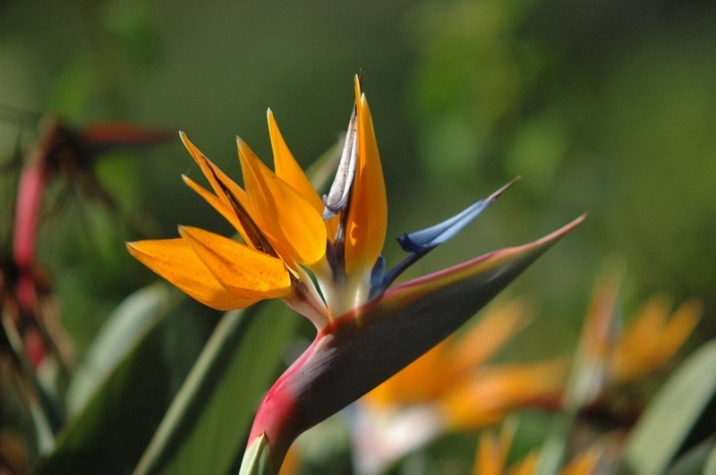 madeira_nov06-311