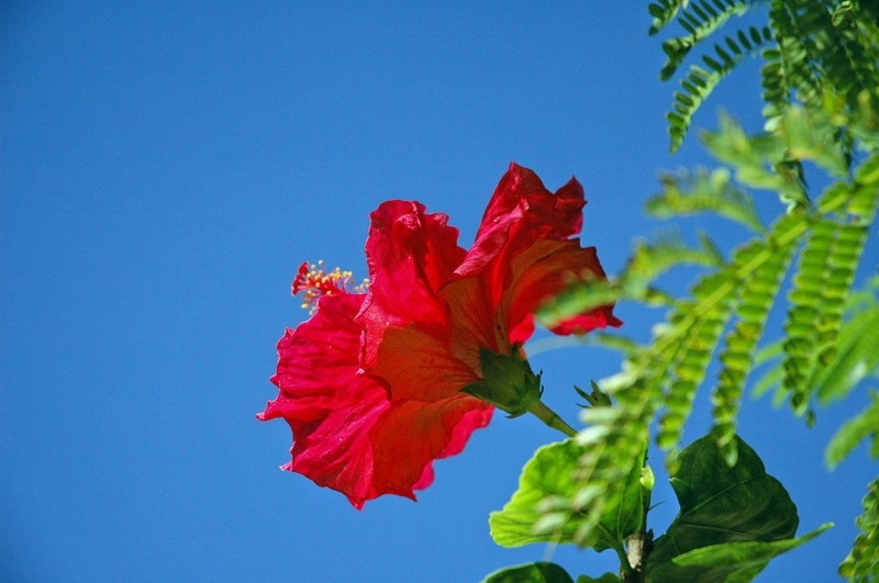 madeira_nov06-330