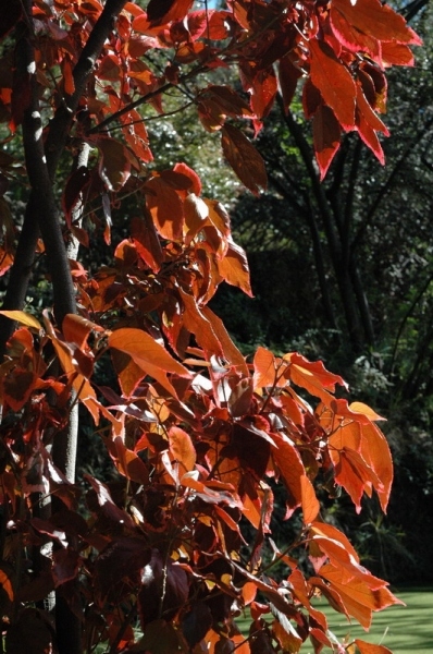 madeira_nov06-335