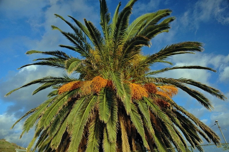 madeira_nov06-384