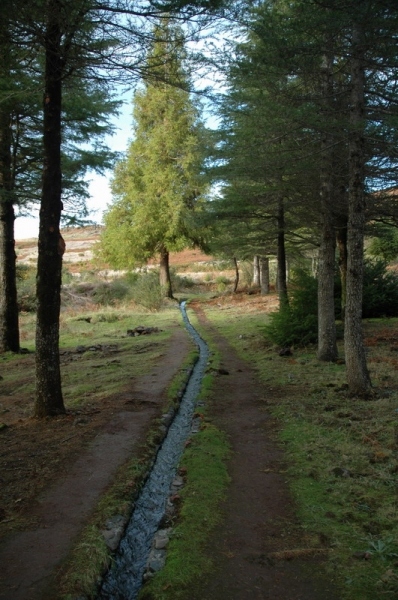 madeira_nov06-454