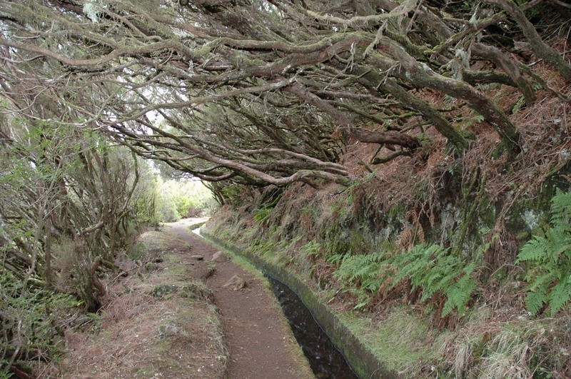 madeira_nov06-481
