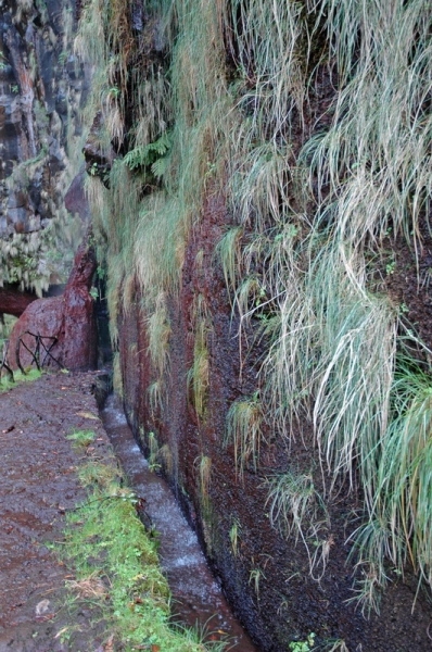 madeira_nov06-504