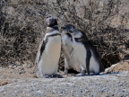 argentinien-2011-0529-punta-tombo