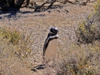 argentinien-2011-0534-punta-tombo