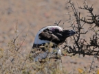 argentinien-2011-0535-punta-tombo