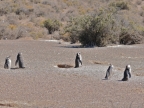 argentinien-2011-0544-punta-tombo