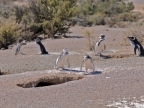 argentinien-2011-0555-punta-tombo