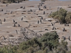 argentinien-2011-0565-punta-tombo