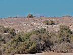 argentinien-2011-0566-punta-tombo