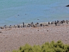 argentinien-2011-0573-punta-tombo