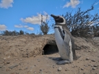 argentinien-2011-0604-punta-tombo