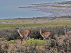 argentinien-2011-2105-torres-del-paine