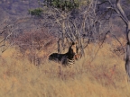 tag-16-gabus-0775