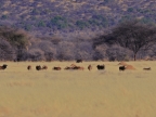 tag-16-gabus-0776