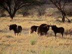 tag-17-windhoek-148