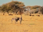 tag-17-windhoek-150