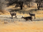 tag-17-windhoek-155