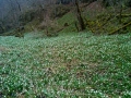 wolfstal-april-10-314