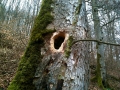 wolfstal-april-10-316