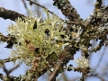 lautertal-april-10-122