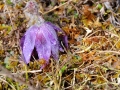 lautertal-april-10-127