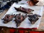 papua-2012-tag03-sentani-0135